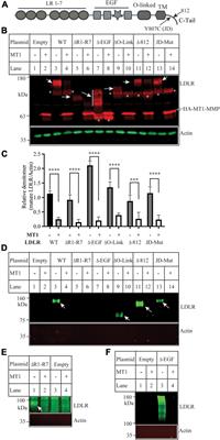 Identification of amino acid residues in the MT-loop of MT1-MMP critical for its ability to cleave low-density lipoprotein receptor